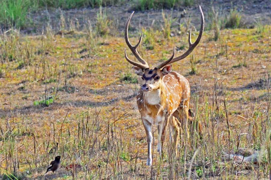 Satpura And Pench National Park Tour